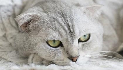 九游娱乐在线-违反博彩条例遭禁赛10周 马竞后卫是否罪有应得？