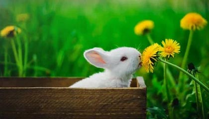 九游娱乐-邓亚萍回忆运动员生涯：我的“前三板”是怎么练成的？